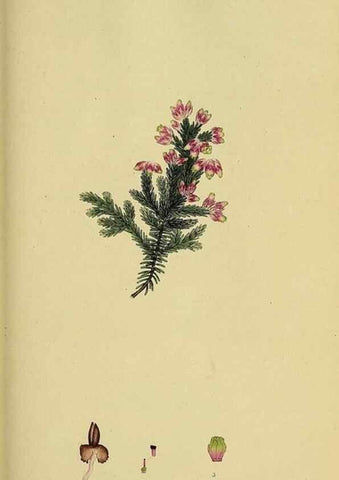 Reproducción/Reproduction 49721050497: The heathery, or, A monograph of the genus Erica :. London :Henry G. Bohn,1845.. 