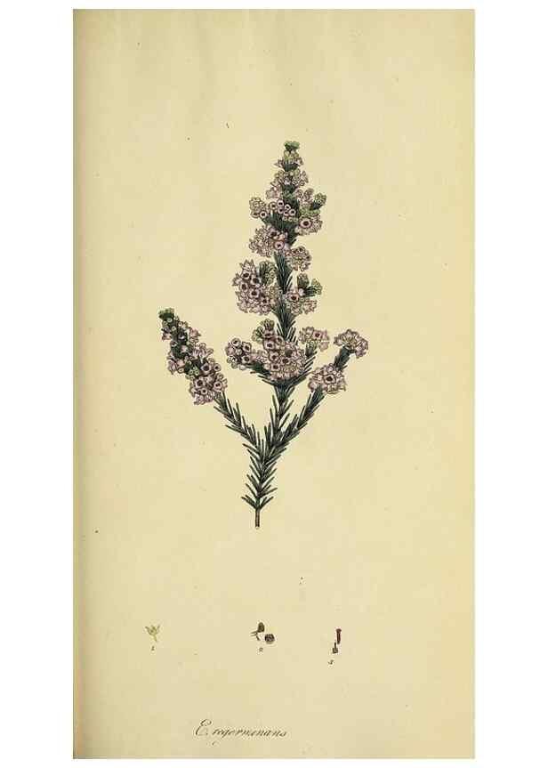Reproducción/Reproduction 49720199038: The heathery, or, A monograph of the genus Erica :. London :Henry G. Bohn,1845.. 