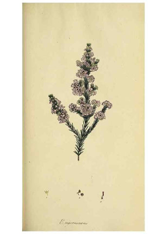 Reproducción/Reproduction 49720199038: The heathery, or, A monograph of the genus Erica :. London :Henry G. Bohn,1845.. 