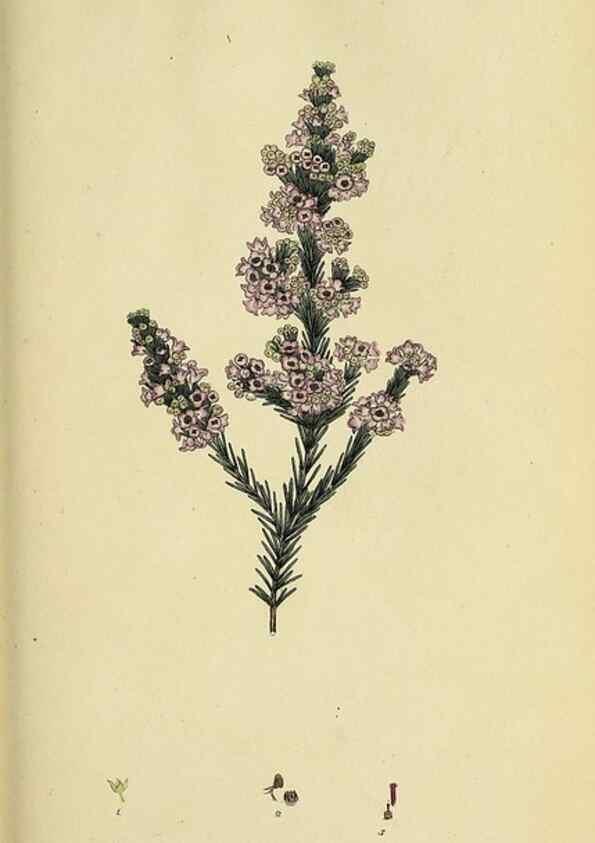 Reproducción/Reproduction 49720199038: The heathery, or, A monograph of the genus Erica :. London :Henry G. Bohn,1845.. 