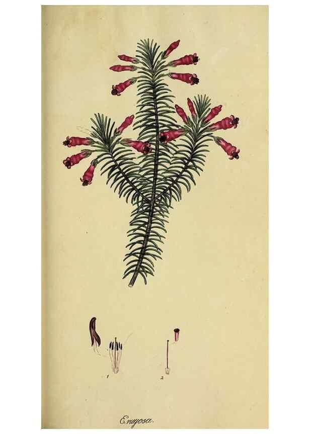 Reproducción/Reproduction 49720199378: The heathery, or, A monograph of the genus Erica :. London :Henry G. Bohn,1845.. 