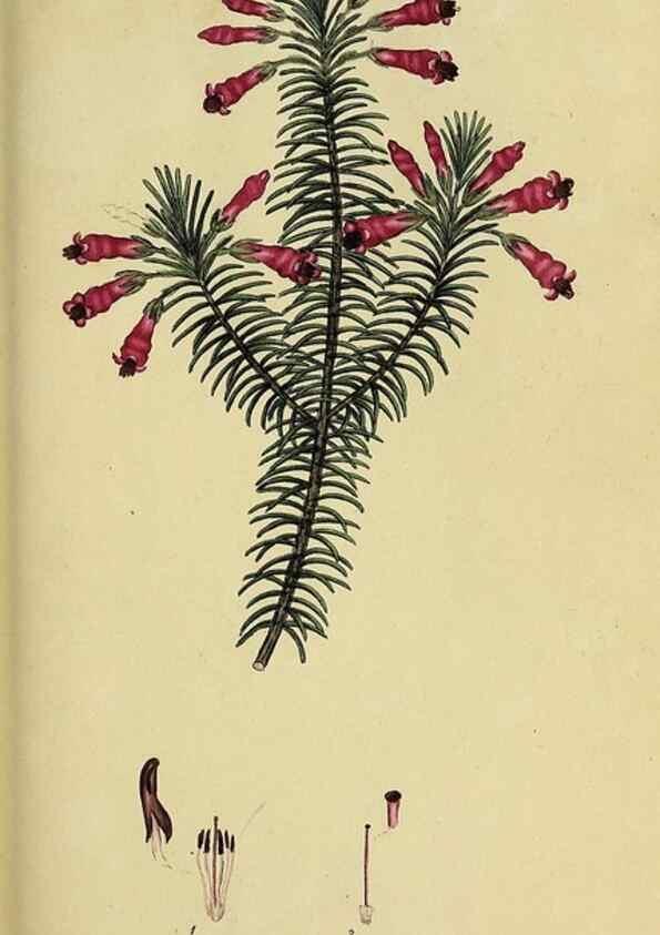 Reproducción/Reproduction 49720199378: The heathery, or, A monograph of the genus Erica :. London :Henry G. Bohn,1845.. 