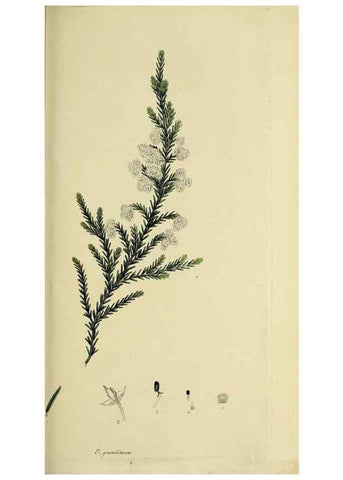 Reproducción/Reproduction 49721008041: The heathery, or, A monograph of the genus Erica :. London :Henry G. Bohn,1845.. 
