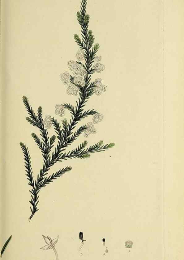 Reproducción/Reproduction 49721008041: The heathery, or, A monograph of the genus Erica :. London :Henry G. Bohn,1845.. 