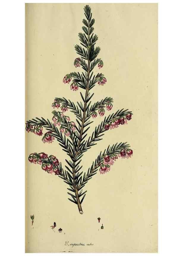 Reproducción/Reproduction 49720736421: The heathery, or, A monograph of the genus Erica :. London :Henry G. Bohn,1845.. 