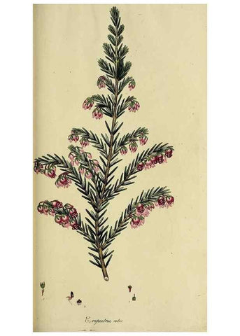 Reproducción/Reproduction 49720736421: The heathery, or, A monograph of the genus Erica :. London :Henry G. Bohn,1845.. 
