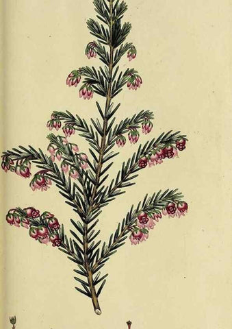 Reproducción/Reproduction 49720736421: The heathery, or, A monograph of the genus Erica :. London :Henry G. Bohn,1845.. 