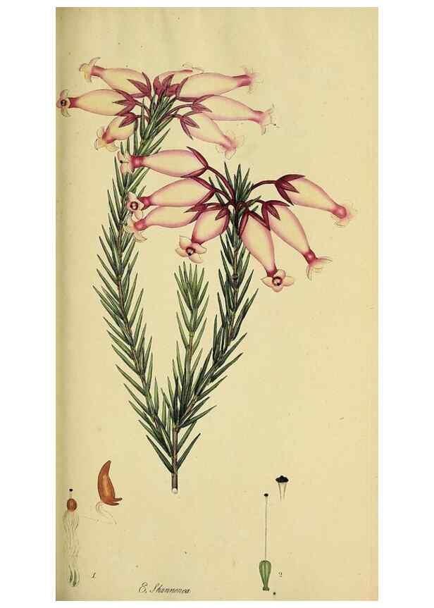 Reproducción/Reproduction 49720200288: The heathery, or, A monograph of the genus Erica :. London :Henry G. Bohn,1845.. 