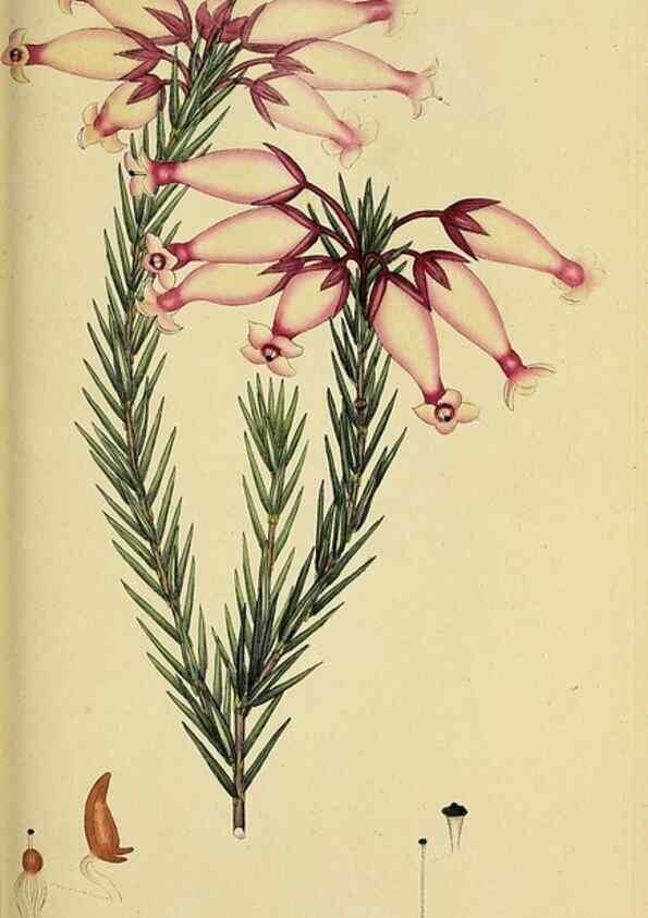 Reproducción/Reproduction 49720200288: The heathery, or, A monograph of the genus Erica :. London :Henry G. Bohn,1845.. 
