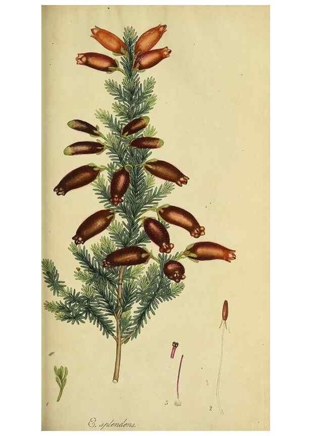Reproducción/Reproduction 49720200668: The heathery, or, A monograph of the genus Erica :. London :Henry G. Bohn,1845.. 