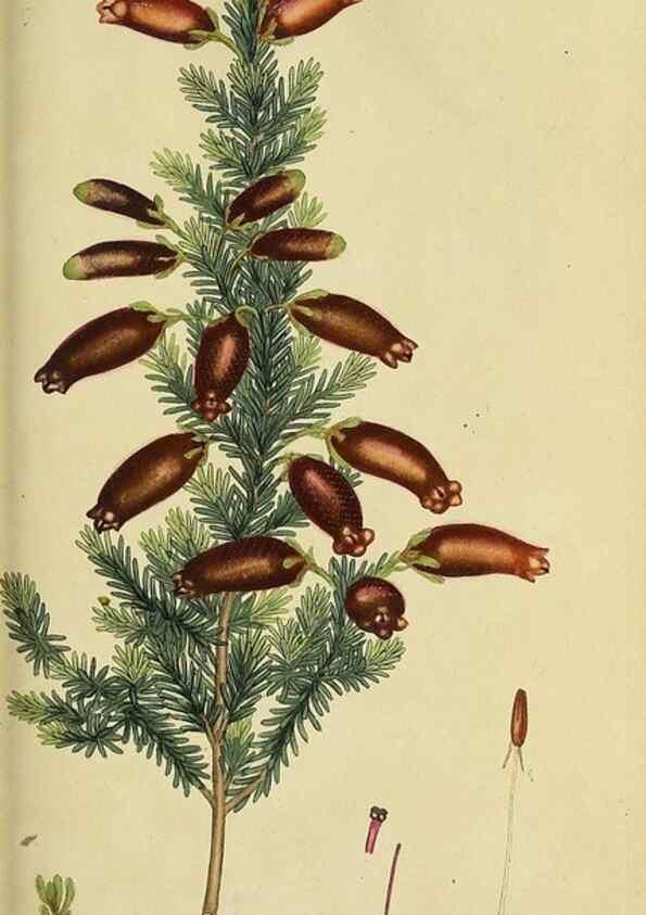 Reproducción/Reproduction 49720200668: The heathery, or, A monograph of the genus Erica :. London :Henry G. Bohn,1845.. 