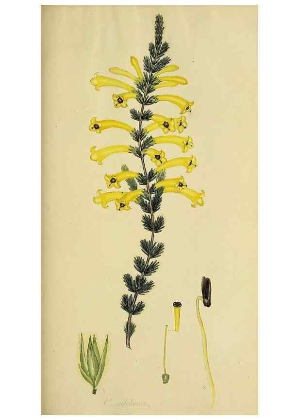 Reproducción/Reproduction 49720737761: The heathery, or, A monograph of the genus Erica :. London :Henry G. Bohn,1845.. 