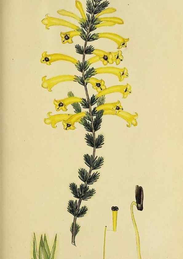Reproducción/Reproduction 49720737761: The heathery, or, A monograph of the genus Erica :. London :Henry G. Bohn,1845.. 