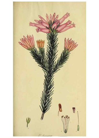 Reproducción/Reproduction 49721053242: The heathery, or, A monograph of the genus Erica :. London :Henry G. Bohn,1845.. 