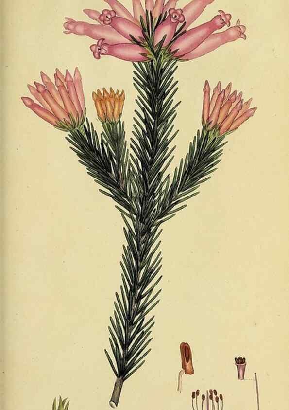 Reproducción/Reproduction 49721053242: The heathery, or, A monograph of the genus Erica :. London :Henry G. Bohn,1845.. 