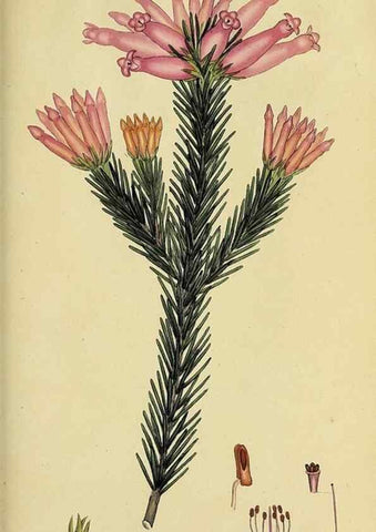 Reproducción/Reproduction 49721053242: The heathery, or, A monograph of the genus Erica :. London :Henry G. Bohn,1845.. 