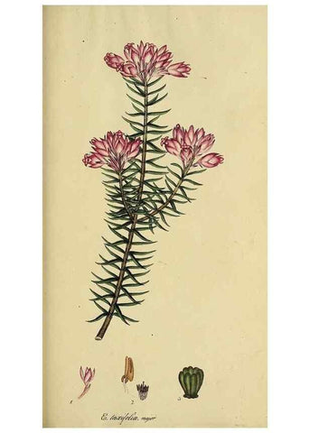 Reproducción/Reproduction 49720738491: The heathery, or, A monograph of the genus Erica :. London :Henry G. Bohn,1845.. 