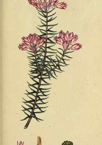 Reproducción/Reproduction 49720738491: The heathery, or, A monograph of the genus Erica :. London :Henry G. Bohn,1845.. 