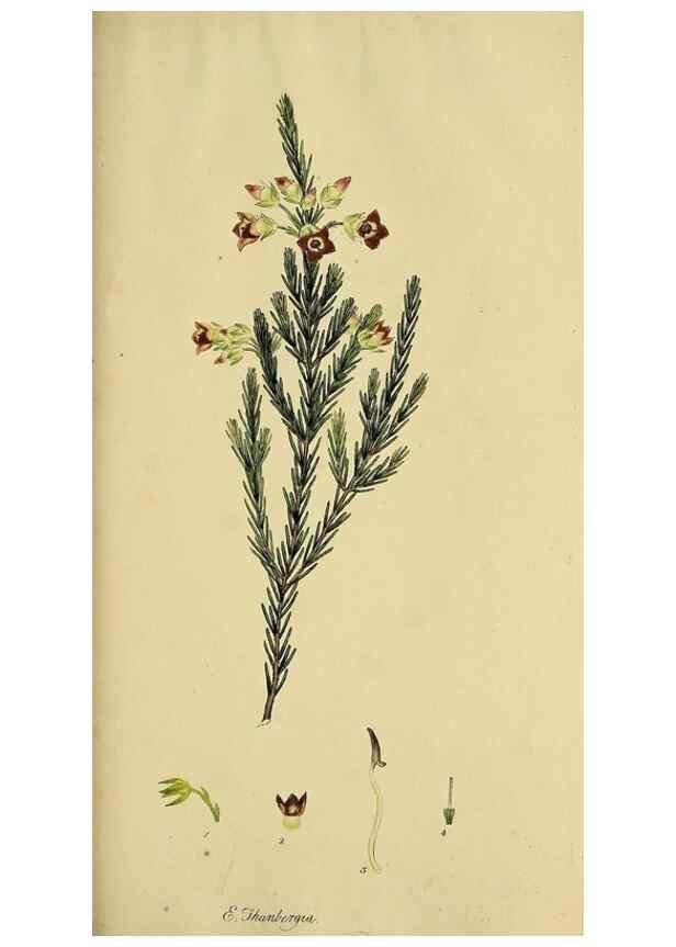 Reproducción/Reproduction 49720738881: The heathery, or, A monograph of the genus Erica :. London :Henry G. Bohn,1845.. 