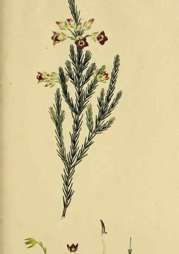 Reproducción/Reproduction 49720738881: The heathery, or, A monograph of the genus Erica :. London :Henry G. Bohn,1845.. 
