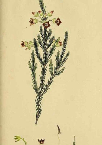 Reproducción/Reproduction 49720738881: The heathery, or, A monograph of the genus Erica :. London :Henry G. Bohn,1845.. 