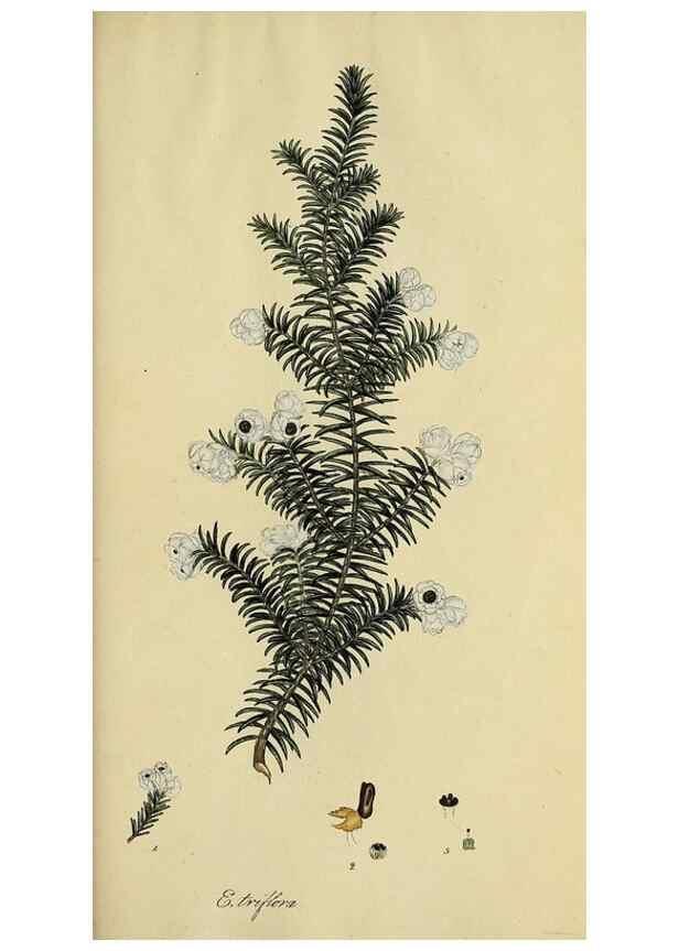 Reproducción/Reproduction 49721054442: The heathery, or, A monograph of the genus Erica :. London :Henry G. Bohn,1845.. 