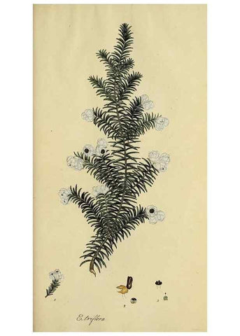 Reproducción/Reproduction 49721054442: The heathery, or, A monograph of the genus Erica :. London :Henry G. Bohn,1845.. 