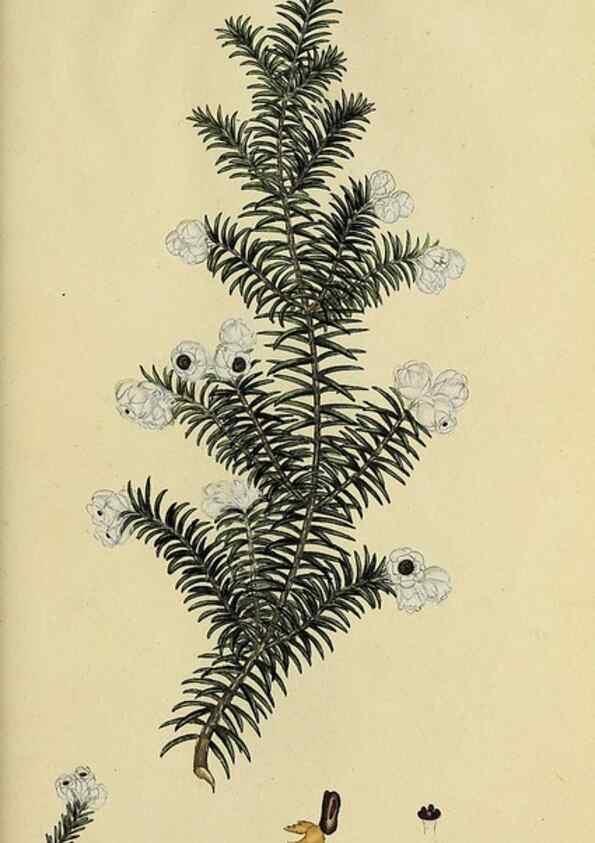Reproducción/Reproduction 49721054442: The heathery, or, A monograph of the genus Erica :. London :Henry G. Bohn,1845.. 