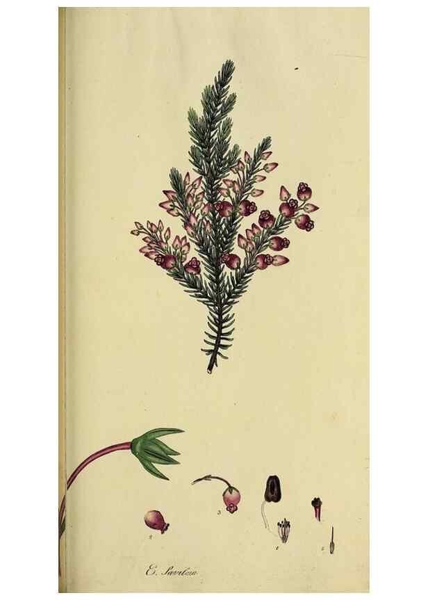 Reproducción/Reproduction 49720200013: The heathery, or, A monograph of the genus Erica :. London :Henry G. Bohn,1845.. 