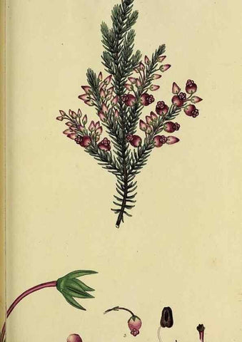 Reproducción/Reproduction 49720200013: The heathery, or, A monograph of the genus Erica :. London :Henry G. Bohn,1845.. 
