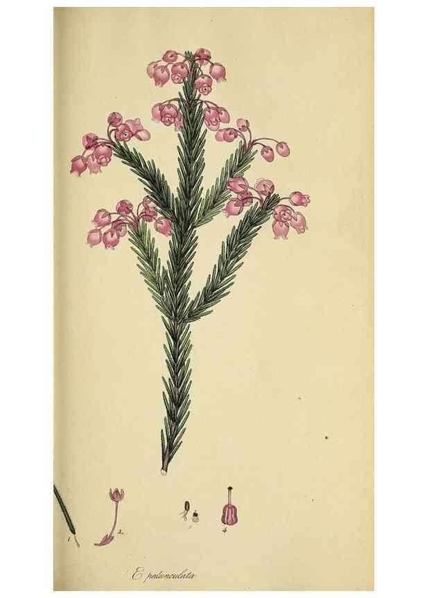 Reproducción/Reproduction 49721049117: The heathery, or, A monograph of the genus Erica :. London :Henry G. Bohn,1845.. 