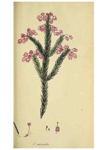 Reproducción/Reproduction 49721049117: The heathery, or, A monograph of the genus Erica :. London :Henry G. Bohn,1845.. 