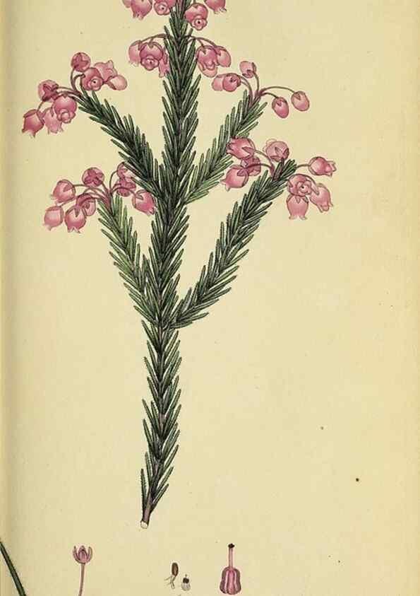 Reproducción/Reproduction 49721049117: The heathery, or, A monograph of the genus Erica :. London :Henry G. Bohn,1845.. 