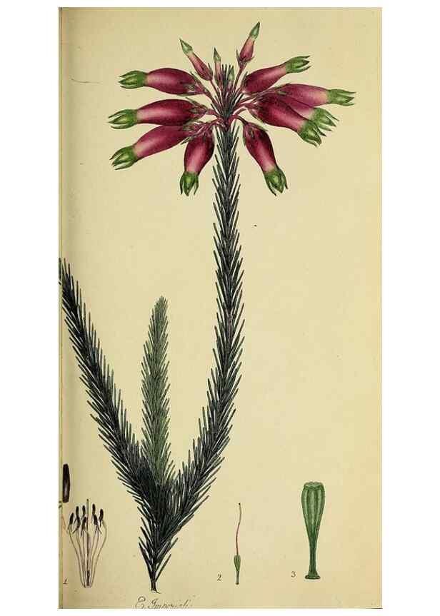 Reproducción/Reproduction 49721008321: The heathery, or, A monograph of the genus Erica :. London :Henry G. Bohn,1845.. 
