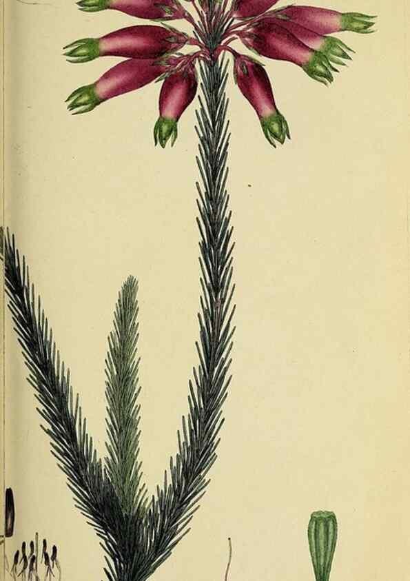 Reproducción/Reproduction 49721008321: The heathery, or, A monograph of the genus Erica :. London :Henry G. Bohn,1845.. 