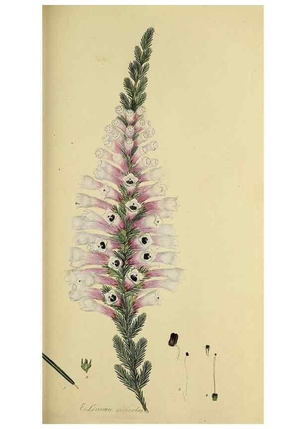 Reproducción/Reproduction 49720470783: The heathery, or, A monograph of the genus Erica :. London :Henry G. Bohn,1845.. 