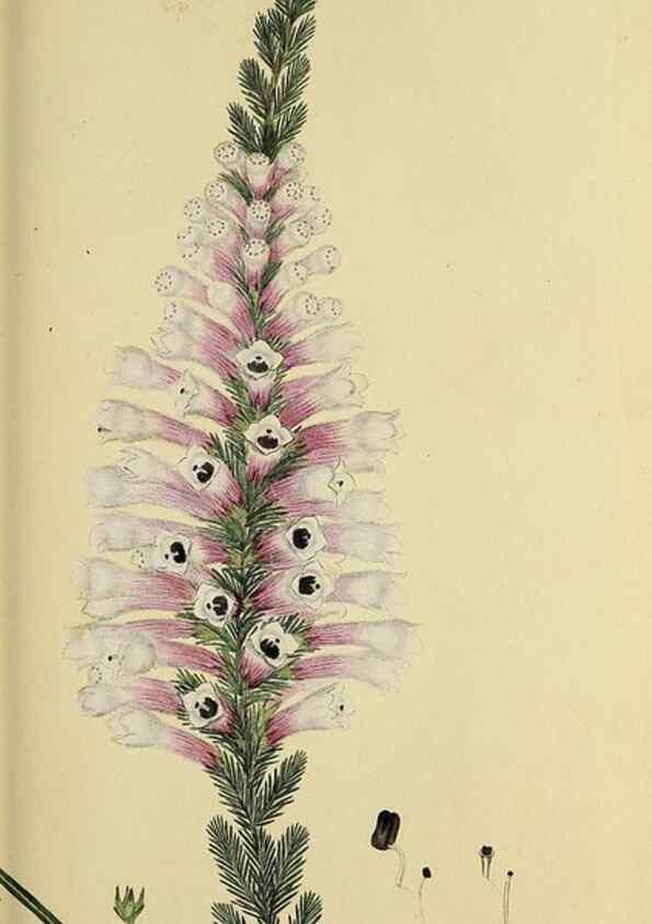 Reproducción/Reproduction 49720470783: The heathery, or, A monograph of the genus Erica :. London :Henry G. Bohn,1845.. 