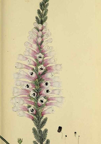 Reproducción/Reproduction 49720470783: The heathery, or, A monograph of the genus Erica :. London :Henry G. Bohn,1845.. 