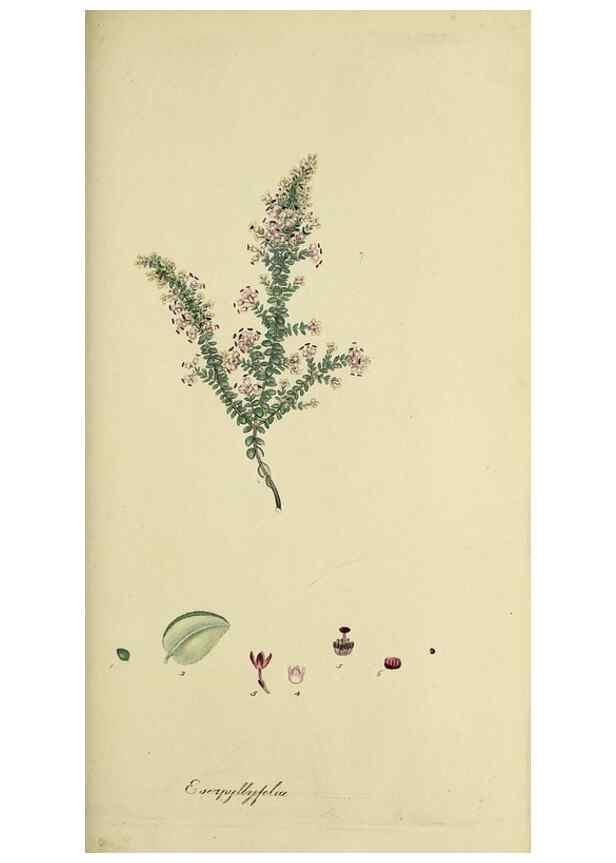 Reproducción/Reproduction 49721014086: The heathery, or, A monograph of the genus Erica :. London :Henry G. Bohn,1845.. 