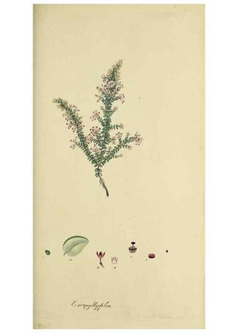 Reproducción/Reproduction 49721014086: The heathery, or, A monograph of the genus Erica :. London :Henry G. Bohn,1845.. 