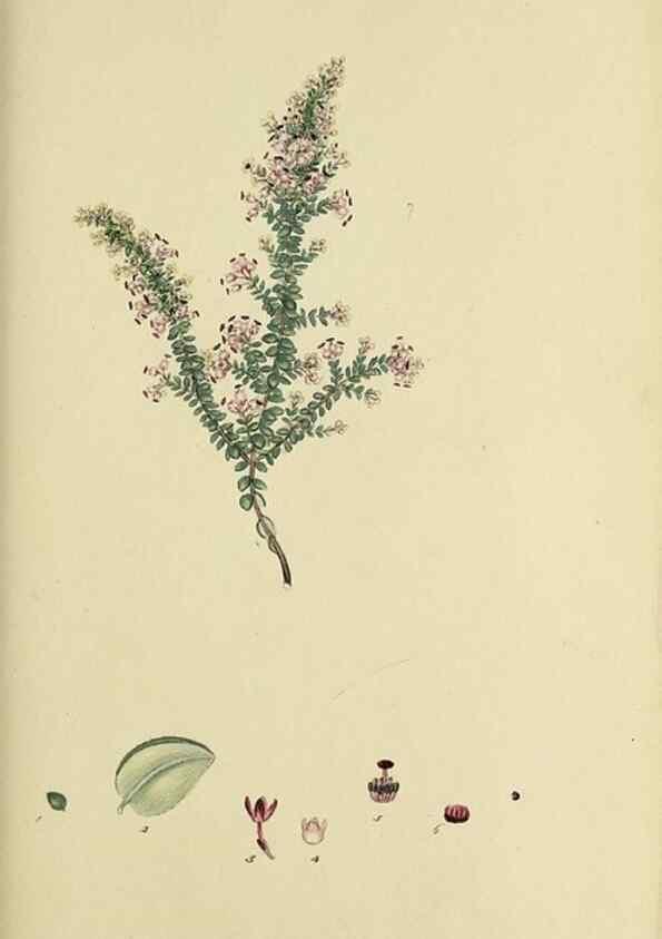 Reproducción/Reproduction 49721014086: The heathery, or, A monograph of the genus Erica :. London :Henry G. Bohn,1845.. 