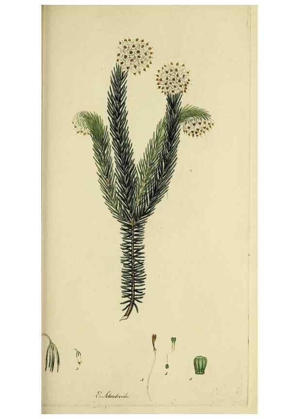 Reproducción/Reproduction 49721014441: The heathery, or, A monograph of the genus Erica :. London :Henry G. Bohn,1845.. 