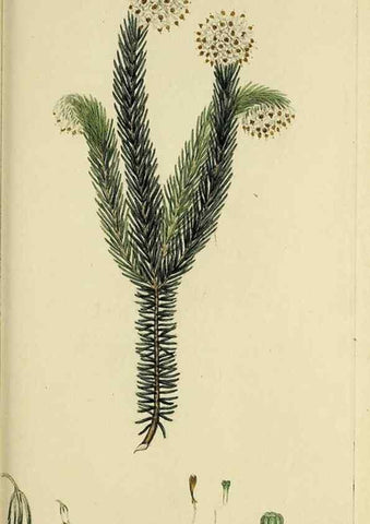 Reproducción/Reproduction 49721014441: The heathery, or, A monograph of the genus Erica :. London :Henry G. Bohn,1845.. 