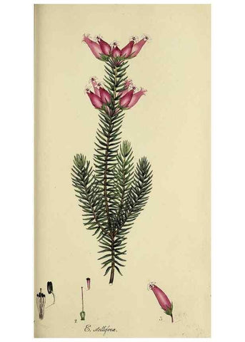 Reproducción/Reproduction 49721014696: The heathery, or, A monograph of the genus Erica :. London :Henry G. Bohn,1845.. 
