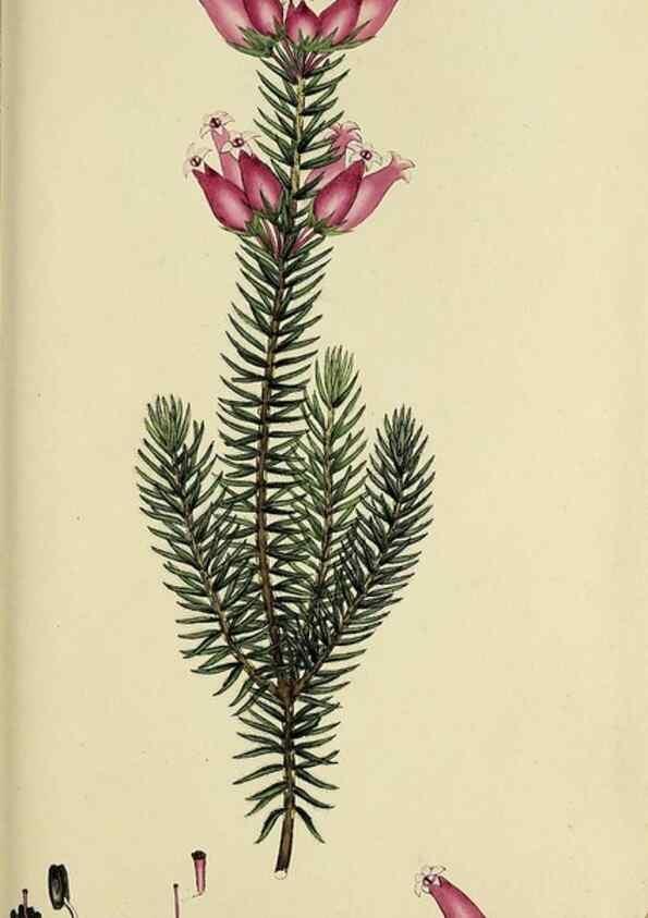 Reproducción/Reproduction 49721014696: The heathery, or, A monograph of the genus Erica :. London :Henry G. Bohn,1845.. 