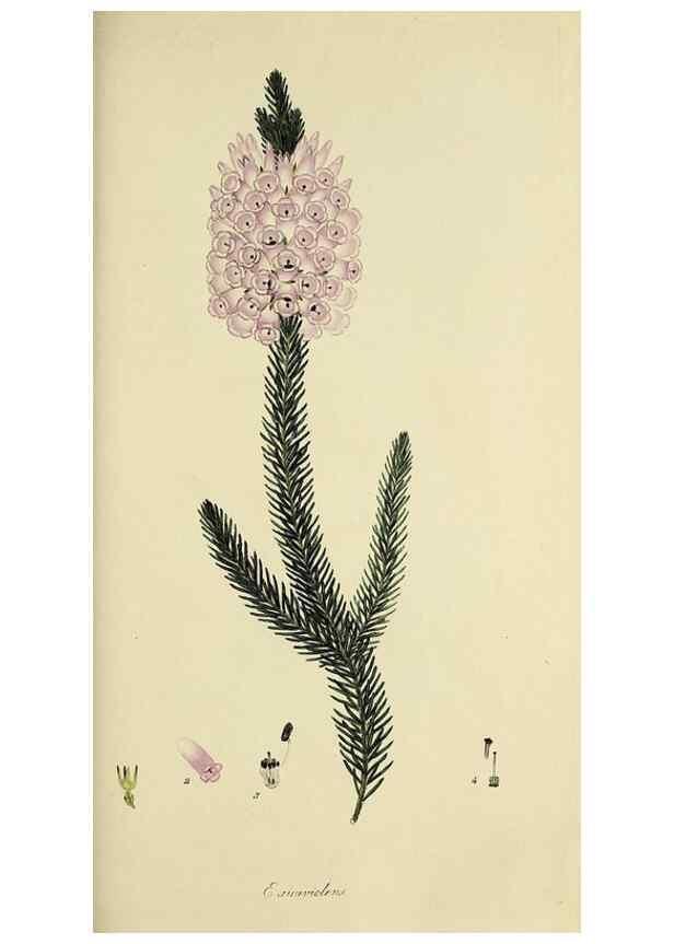 Reproducción/Reproduction 49721015016: The heathery, or, A monograph of the genus Erica :. London :Henry G. Bohn,1845.. 