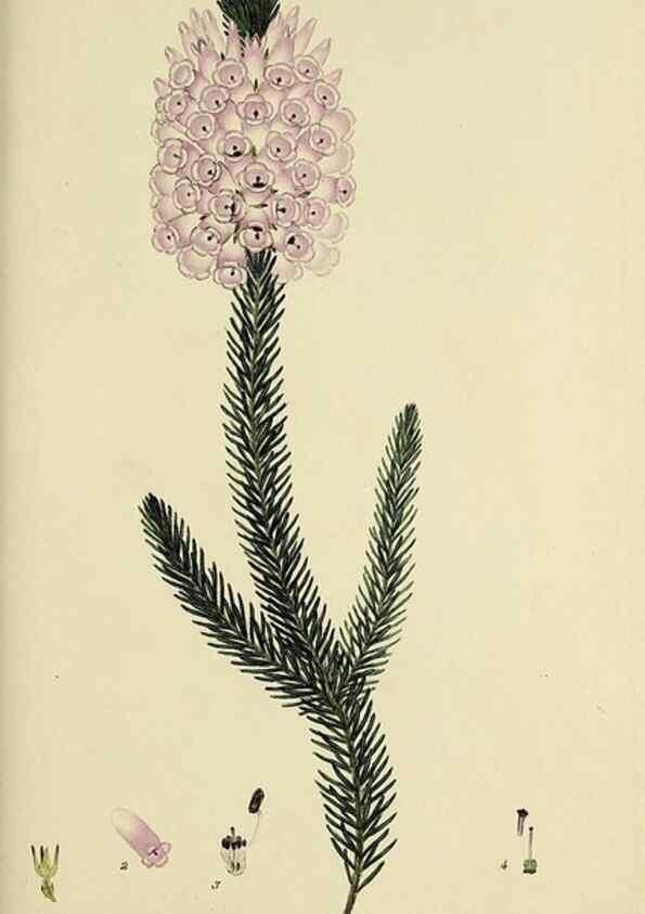 Reproducción/Reproduction 49721015016: The heathery, or, A monograph of the genus Erica :. London :Henry G. Bohn,1845.. 