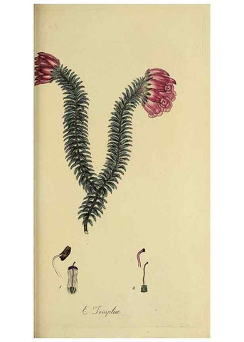 Reproducción/Reproduction 49721328787: The heathery, or, A monograph of the genus Erica :. London :Henry G. Bohn,1845.. 