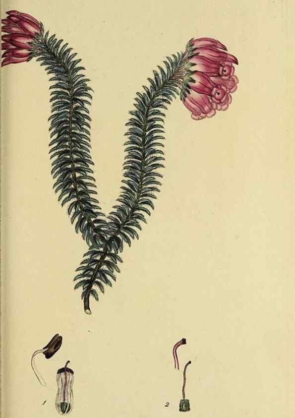 Reproducción/Reproduction 49721328787: The heathery, or, A monograph of the genus Erica :. London :Henry G. Bohn,1845.. 
