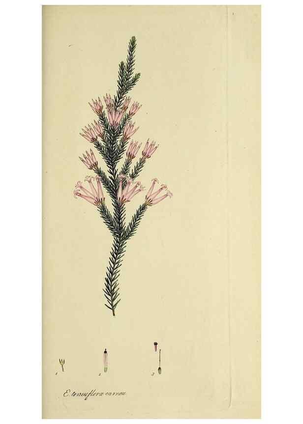 Reproducción/Reproduction 49721015496: The heathery, or, A monograph of the genus Erica :. London :Henry G. Bohn,1845.. 